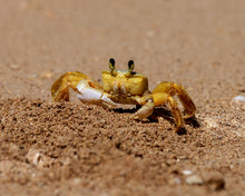 Load image into Gallery viewer, Atlantic Ghost Crab