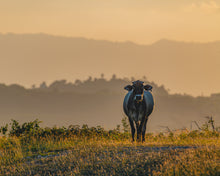 Load image into Gallery viewer, Exclusive Sunset Landscape Farm in the hills of the Dominican Republic