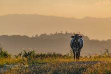 Load image into Gallery viewer, Exclusive Sunset Landscape Farm in the hills of the Dominican Republic