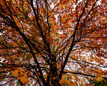 Load image into Gallery viewer, Autumn Tree in Austria
