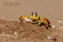 Load image into Gallery viewer, Atlantic Ghost Crab
