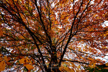 Load image into Gallery viewer, Autumn Tree in Austria

